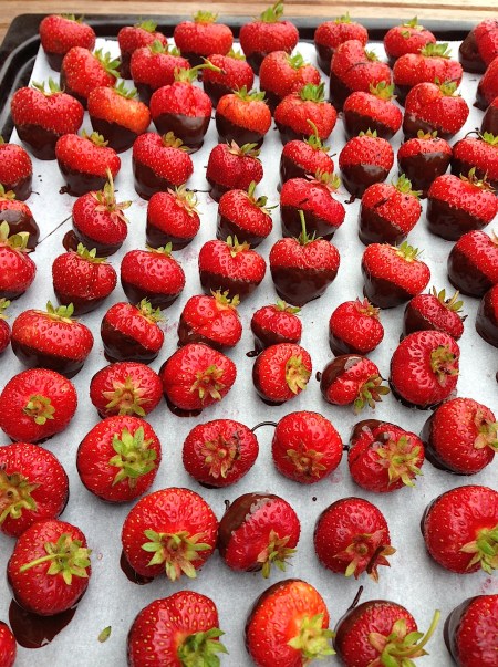 bild-chokladdoppad jordgubbe