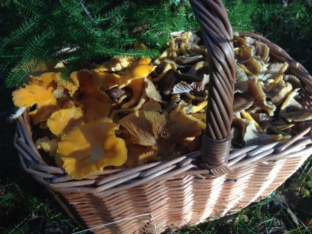 gullisar och trattisar