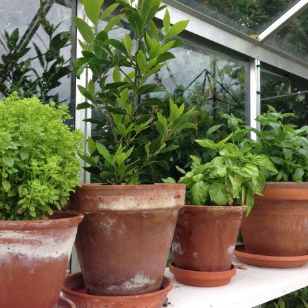 basilikor och lagerblad