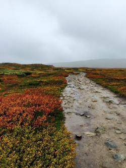 Blåhammaren sep 2014 leden